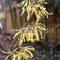 HAMAMELIS